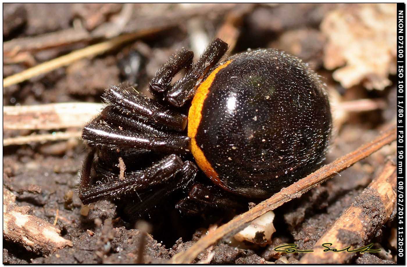 Steatoda paykulliana - Alghero (SS)